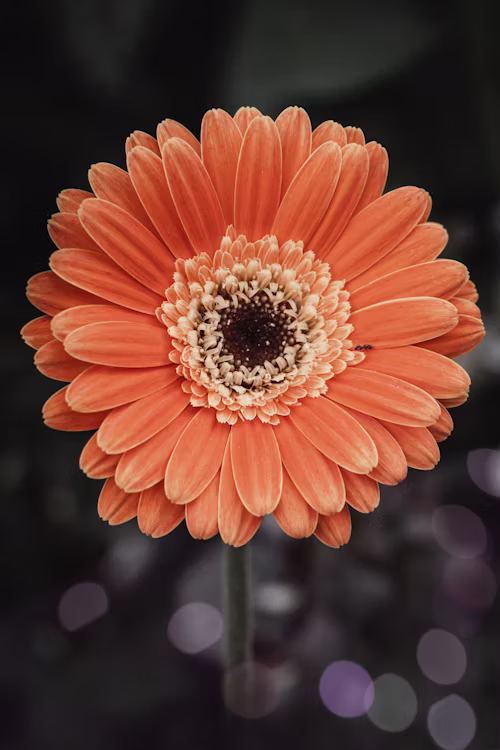ΖΕΡΜΠΕΡΑ – Gerbera sp - 1